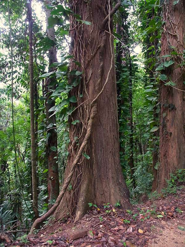 Im Udawattakele-Schutzgebiet gibt es zahlreiche Baumarten und Lianen; Foto: 20.09.2015, Kandy