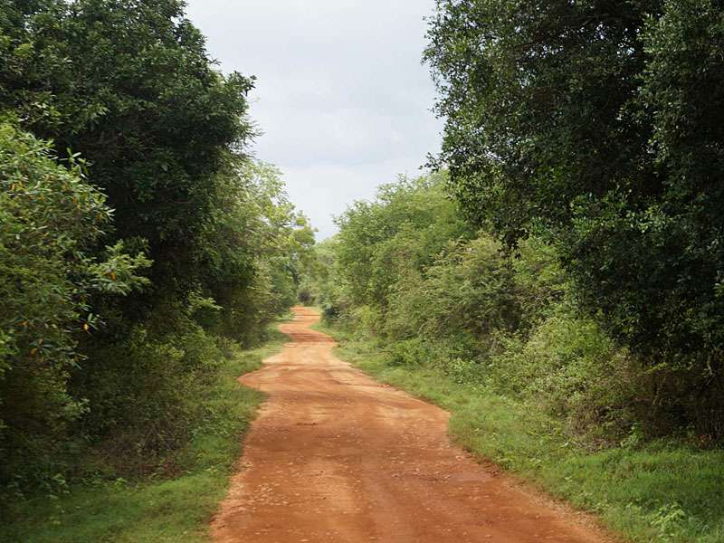 In einigen Bereichen ist die Vegetation im Nationalpark dicht und grün; Foto: 27.09.2015, Wilpattu-Nationalpark
