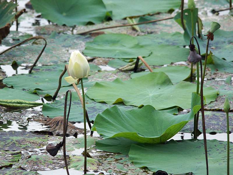 Einige Gewässer im Schutzgebiet beherbergen die Indische Lotosblume (Nelumbo nucifera); Foto: 27.09.2015, Wilpattu-Nationalpark
