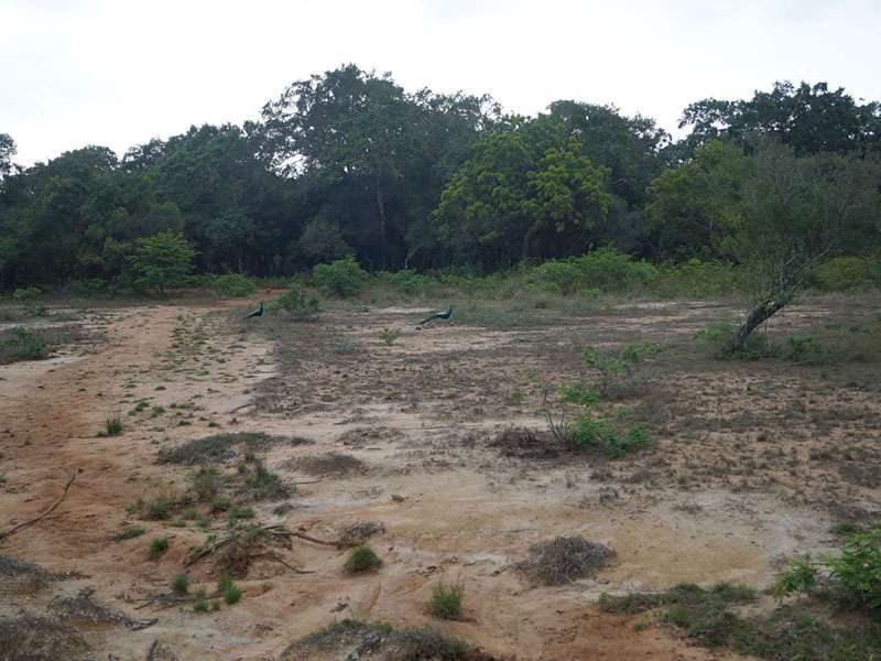 Der Boden ist recht sandig und an vielen Stellen nicht oder nur spärlich mit Vegetation bedeckt; Foto: 27.09.2015, Wilpattu-Nationalpark