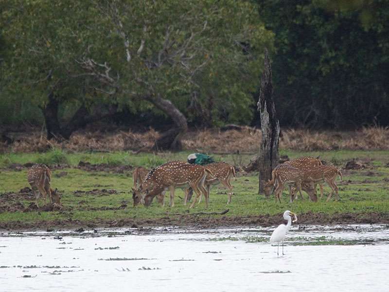 Tiervielfalt an einem Gewässerufer - zu sehen sind verschiedene Vogelarten und Axishirsche; Foto: 27.09.2015, Wilpattu-Nationalpark