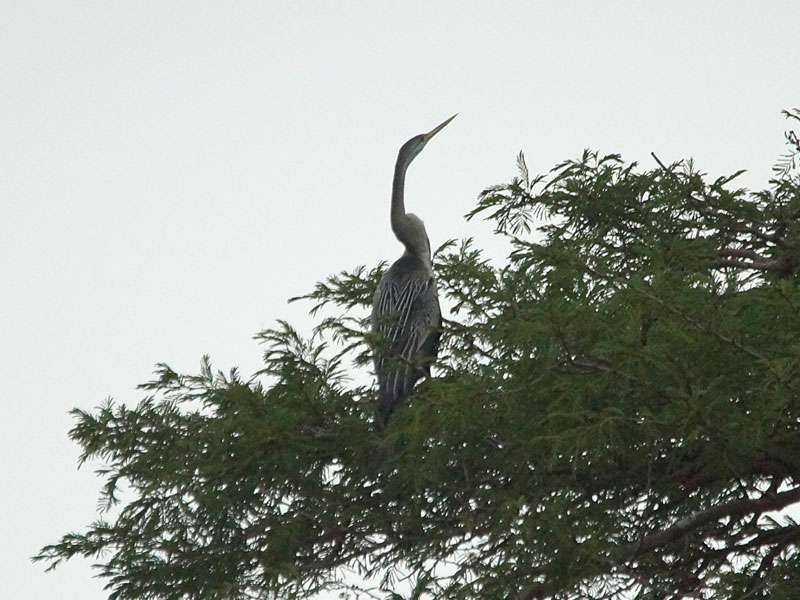 Leider nur im Gegenlicht war dieser Indische Schlangenhalsvogel (Anhinga melanogaster) zu sehen; Foto: 27.09.2015, Wilpattu-Nationalpark