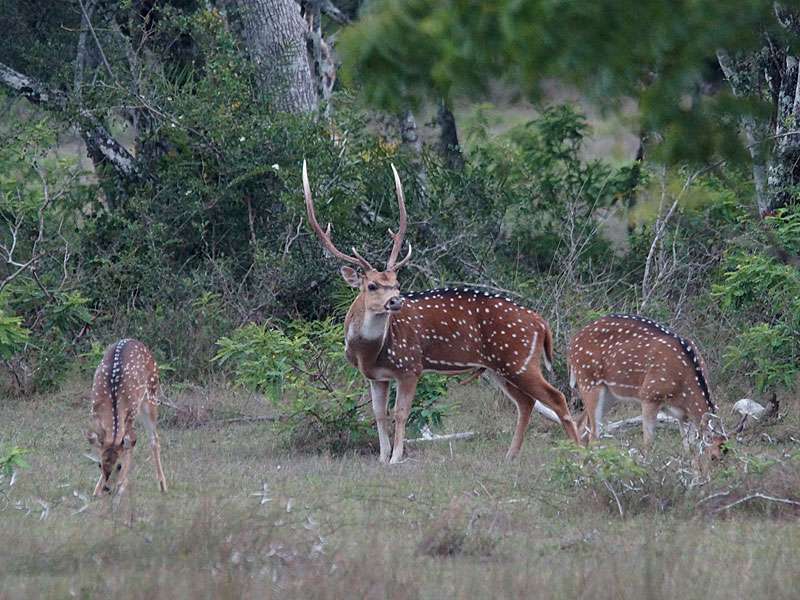Eine Gruppe Axishirsche (Axis axis) mit einem prächtigen Männchen in der Mitte; Foto: 27.09.2015, Wilpattu-Nationalpark
