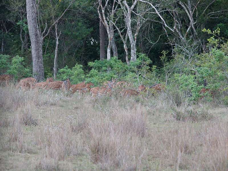 Kaum sind sie einige Meter weit entfernt, sind die Axishirsche dank ihrer Fellzeichnung schon recht gut getarnt; Foto: 27.09.2015, Wilpattu-Nationalpark