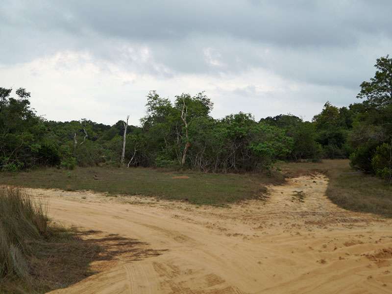 Mehrere Sandpisten führen durch das Schutzgebiet; Foto: 27.09.2015, Wilpattu-Nationalpark