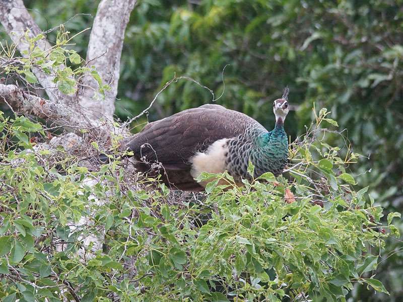 Dieser weibliche Pfau (Pavo cristatus) zeigt, dass diese Vögel auch gern in Bäumen sitzen; Foto: 27.09.2015, Wilpattu-Nationalpark