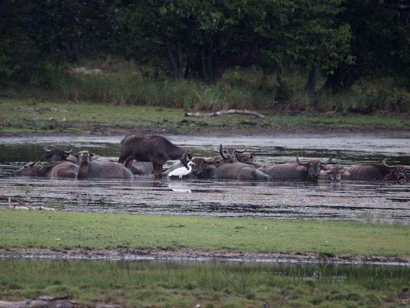 Neben einigen anderen großen Säugetieren gibt es im Schutzgebiet auch Wasserbüffel (Bubalus bubalis); Foto: 27.09.2015, Wilpattu-Nationalpark