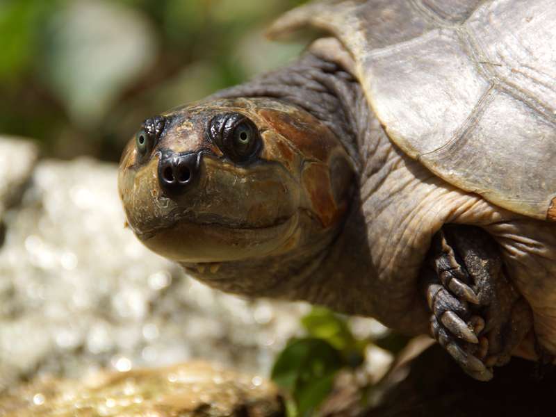 Weibliche Arrauschildkröte (South American River Turtle, Podocnemis expansa); Foto: 15.04.2013, Casa Maria, Nähe Bejuma