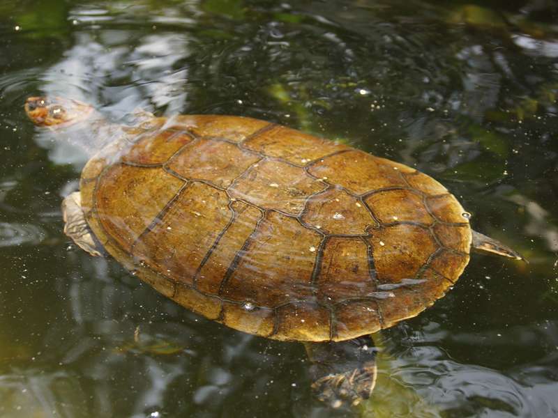 Weibliche Arrauschildkröte (South American River Turtle, Podocnemis expansa); Foto: 15.04.2013, Casa Maria, Nähe Bejuma