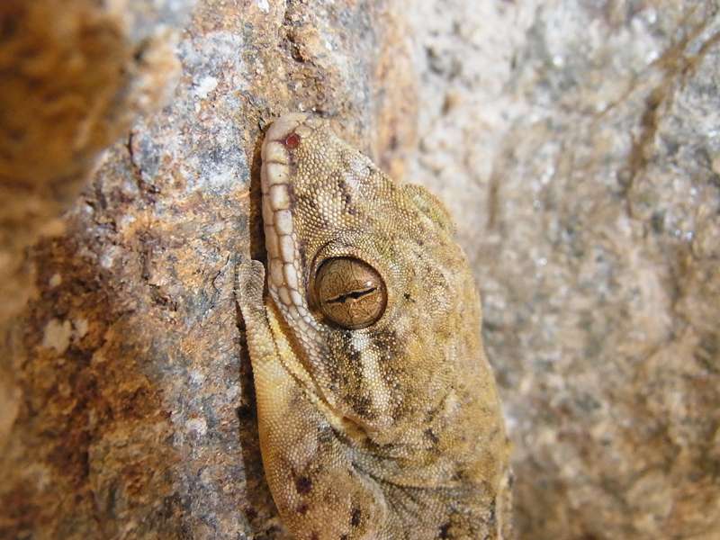 Rübenschwanzgecko (Turnip-tailed Gecko, Thecadactylus rapicauda), Porträt; Foto: 15.04.2013, Casa Maria, Nähe Bejuma