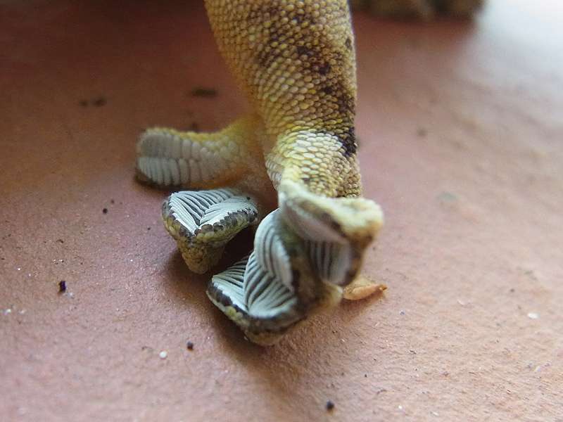 Rübenschwanzgecko (Turnip-tailed Gecko, Thecadactylus rapicauda), Fußdetail; Foto: 15.04.2013, Casa Maria, Nähe Bejuma
