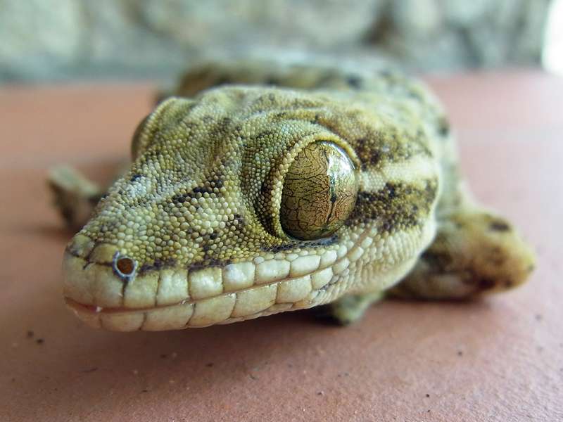 Rübenschwanzgecko (Turnip-tailed Gecko, Thecadactylus rapicauda), Porträt; Foto: 15.04.2013, Casa Maria, Nähe Bejuma