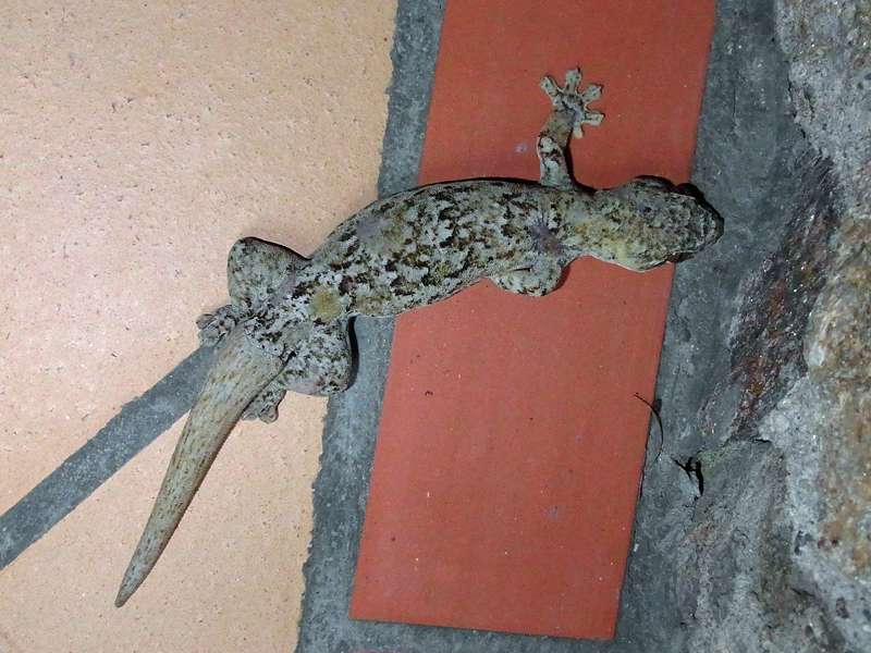Rübenschwanzgecko (Turnip-tailed Gecko, Thecadactylus rapicauda); Foto: 15.04.2013, Casa Maria, Nähe Bejuma