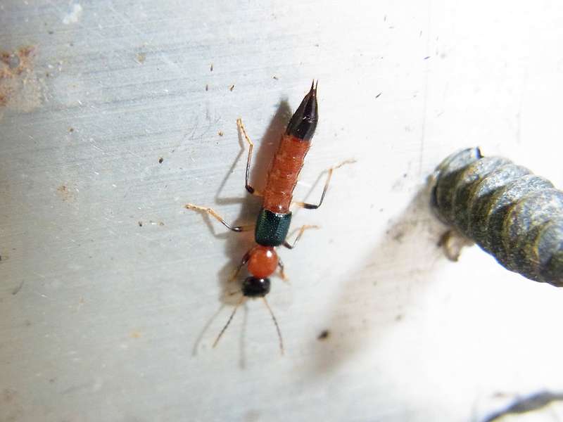 Unbestimmte Käferart Nr. 13 (Staphylinidae); Foto: 15.04.2013, Casa Maria, Nähe Bejuma