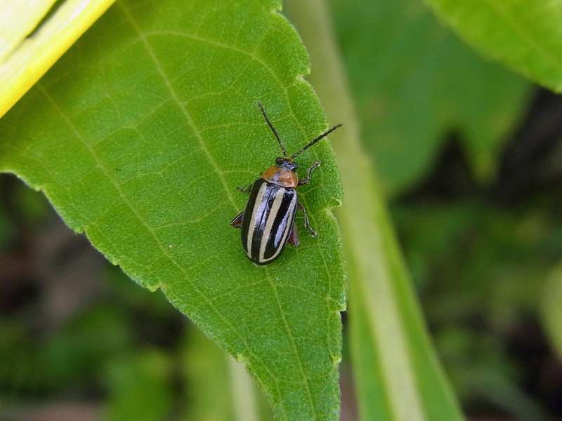 Disonycha glabrata (Pigweed Flea Beetle); Foto: 19.04.2013, Casa Maria, Nähe Bejuma