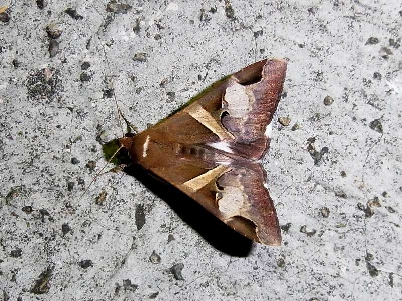 Melipotis fasciolaris, Männchen (Fasciolated Melipotis Moth); Foto: 15.04.2013, Casa Maria, Nähe Bejuma, 748 m