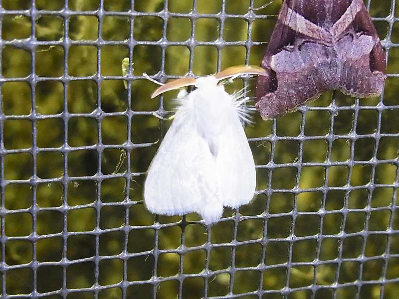 Norape ovina (White Flannel Moth); Foto: 16.04.2013, Casa Maria, Nähe Bejuma, 748 m