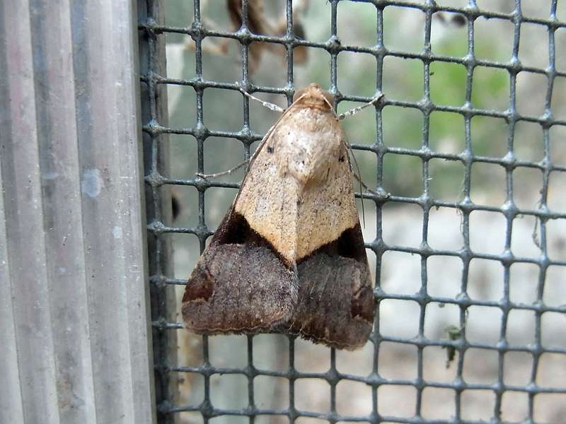 Melipotis fasciolaris, Weibchen (Fasciolated Melipotis Moth); Foto: 18.04.2013, Casa Maria, Nähe Bejuma, 748 m