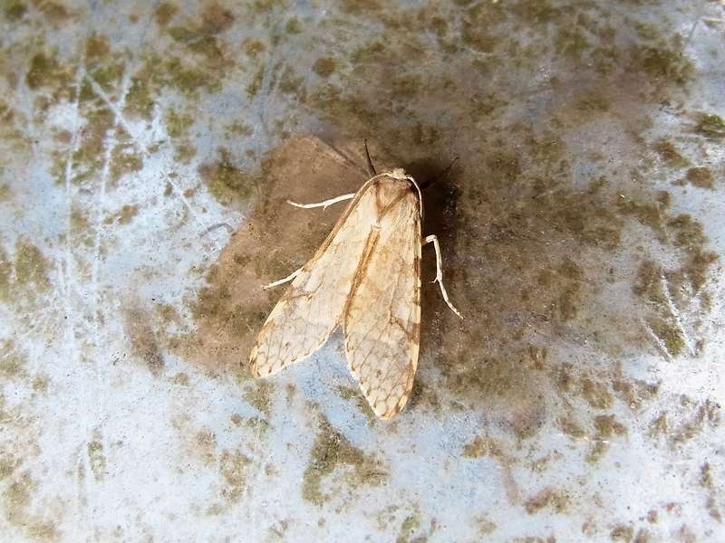 Lophocampa annulosa (Santa Ana Tussock Moth); Foto: 18.04.2013, Casa Maria, Nähe Bejuma, 748 m