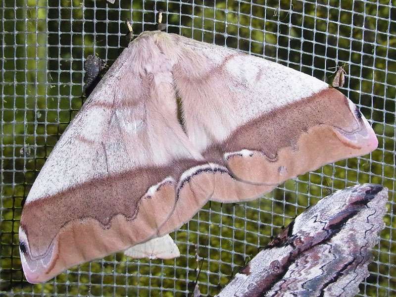 Arsenura armida (Giant Silk Moth); Foto: 19.04.2013, Casa Maria, Nähe Bejuma, 748 m