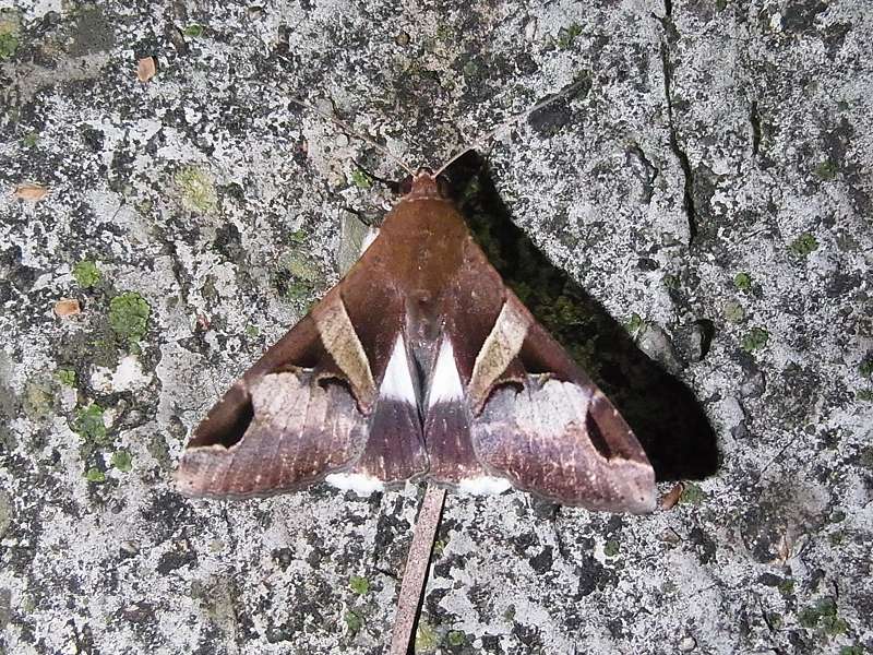 Melipotis fasciolaris, Männchen (Fasciolated Melipotis Moth); Foto: 19.04.2013, Casa Maria, Nähe Bejuma, 748 m