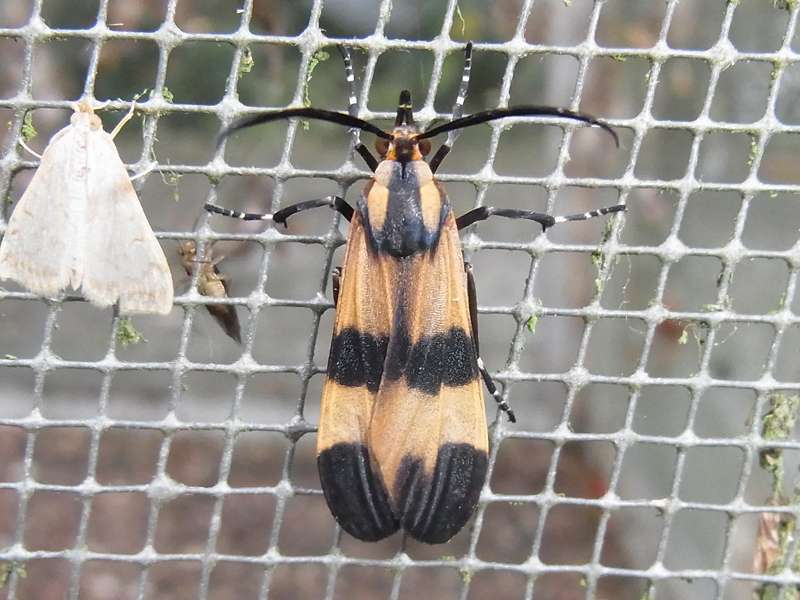Correbia lycoides (Tiger Bug Mimic); Foto: 19.04.2013, Casa Maria, Nähe Bejuma, 748 m