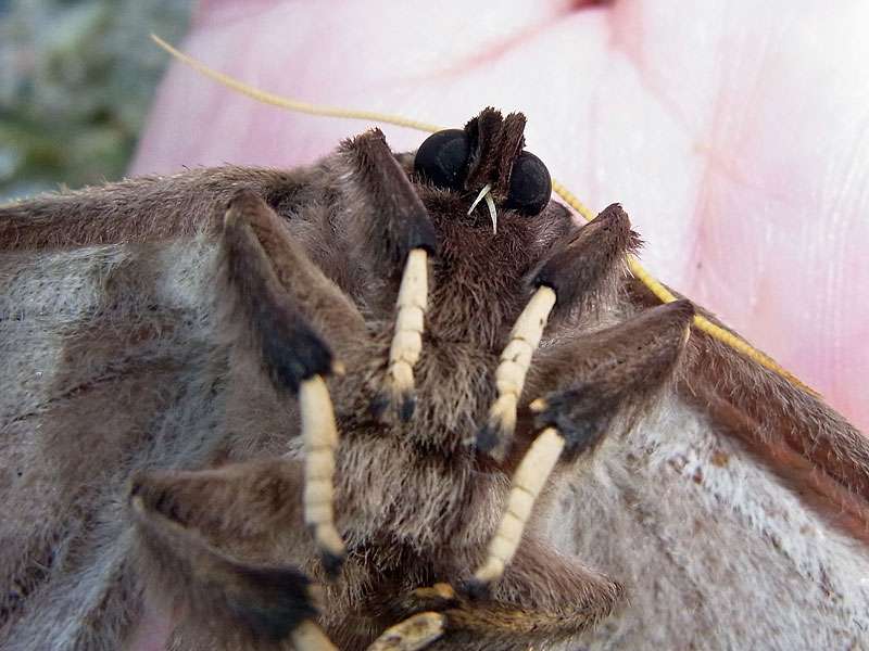 Arsenura armida (Giant Silk Moth); Foto: 23.04.2013, Casa Maria, Nähe Bejuma, 748 m