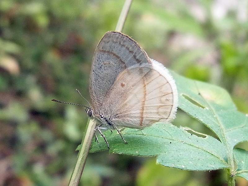 Arawacus dumenilii; Foto: 15.04.2013, Casa Maria, 748 m