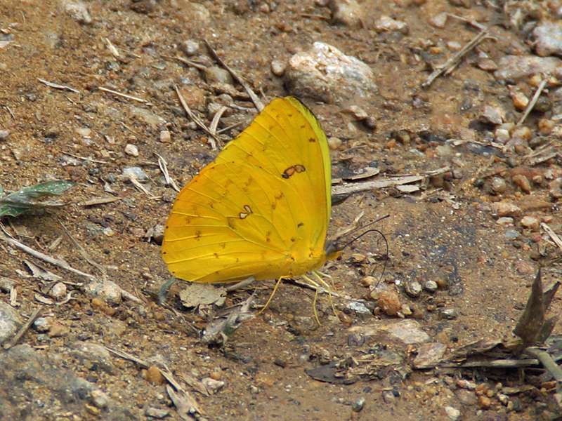 Phoebis philea philea (Orange-barred Sulphur); Foto: 16.04.2013, Casa Maria, Nähe Bejuma, 748 m