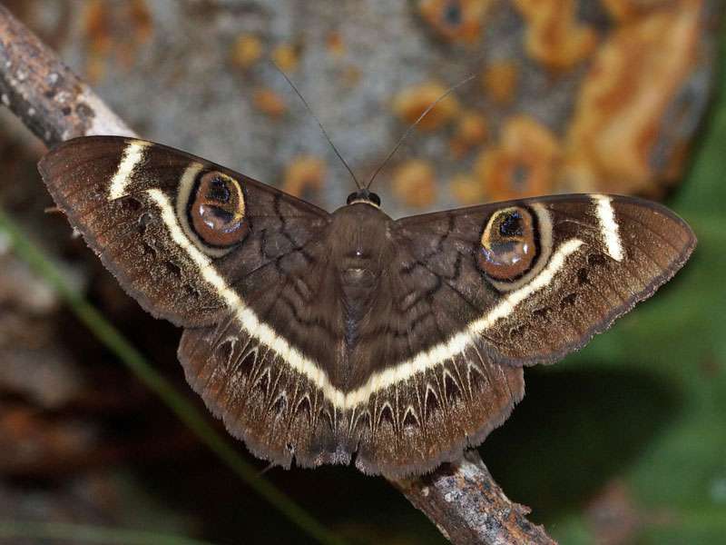 Cremegestreifter Eulenfalter (Cream-striped Owl Moth, Cyligramma latona); Foto: 19.03.2017, Kuzikus Wildlife Reserve