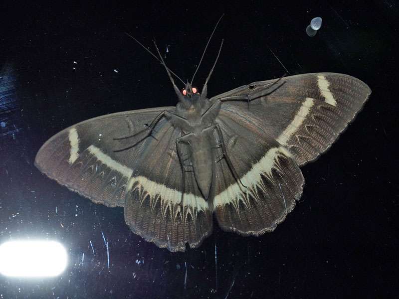 Unterseite eines Cremegestreiften Eulenfalters (Cream-striped Owl Moth, Cyligramma latona); Foto: 20.03.2017, Kuzikus Wildlife Reserve