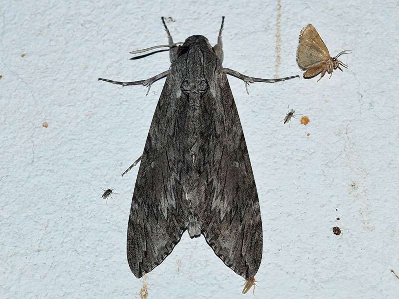 Windenschwärmer (Convolvulus Hawk-moth, Agrius convolvuli); Foto: 20.03.2017, Kuzikus Wildlife Reserve
