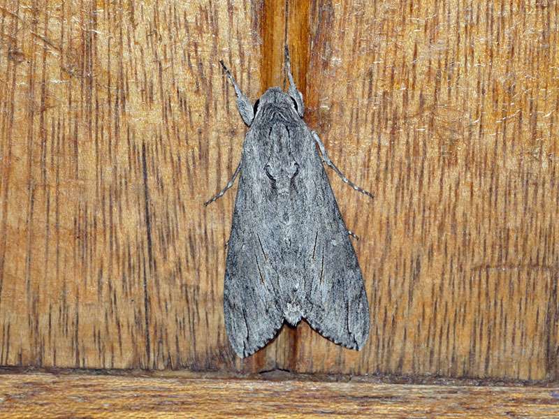 Windenschwärmer (Convolvulus Hawk-moth, Agrius convolvuli); Foto: 23.03.2017, Kuzikus Wildlife Reserve