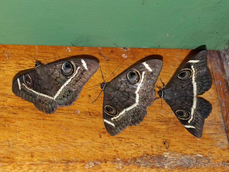 Cremegestreifter Eulenfalter (Cream-striped Owl Moth, Cyligramma latona); Foto: 23.03.2017, Kuzikus Wildlife Reserve