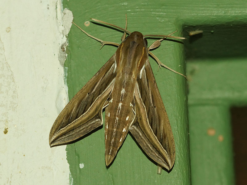 Großer Weinschwärmer (Silver-striped Hawk-moth, Hippotion celerio); Foto: 24.03.2017, Kuzikus Wildlife Reserve