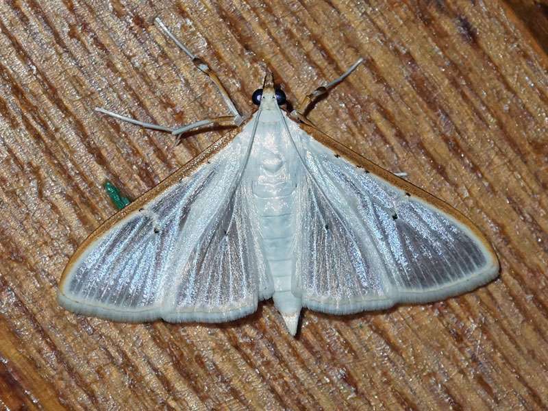 Olivenbaum-Zünsler (Jasmine Moth, Palpita vitrealis); Foto: 27.03.2017, Kuzikus Wildlife Reserve