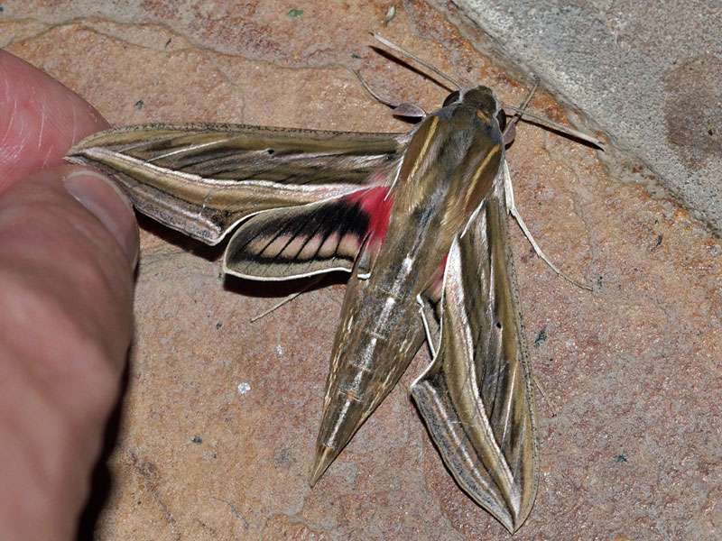 Großer Weinschwärmer (Silver-striped Hawk-moth, Hippotion celerio); Foto: 28.03.2017, Kuzikus Wildlife Reserve