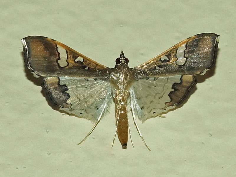 Maruca vitrata (Bean Pod Borer Moth); Foto: 31.03.2017, Kuzikus Wildlife Reserve