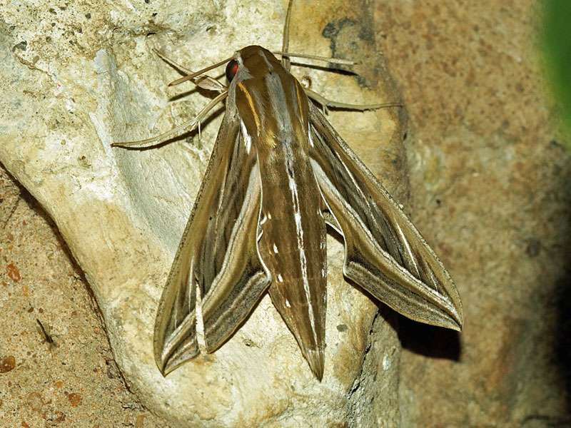 Großer Weinschwärmer (Silver-striped Hawk-moth, Hippotion celerio); Foto: 31.03.2017, Kuzikus Wildlife Reserve