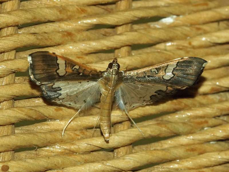 Maruca vitrata (Bean Pod Borer Moth); Foto: 02.04.2017, Kuzikus Wildlife Reserve