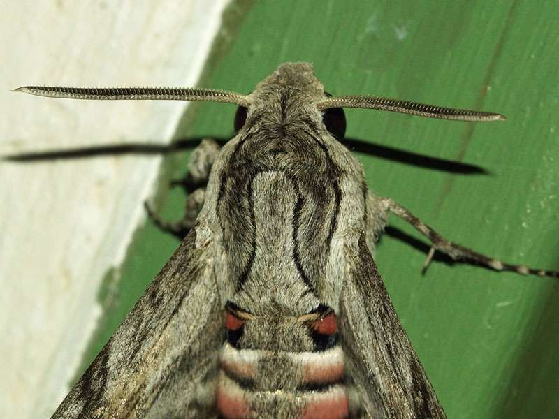 Windenschwärmer (Convolvulus Hawk-moth, Agrius convolvuli); Foto: 02.04.2017, Kuzikus Wildlife Reserve