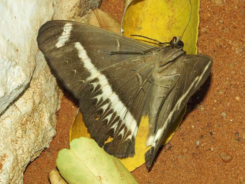 Cremegestreifter Eulenfalter (Cream-striped Owl Moth, Cyligramma latona); Foto: 03.04.2017, Kuzikus Wildlife Reserve