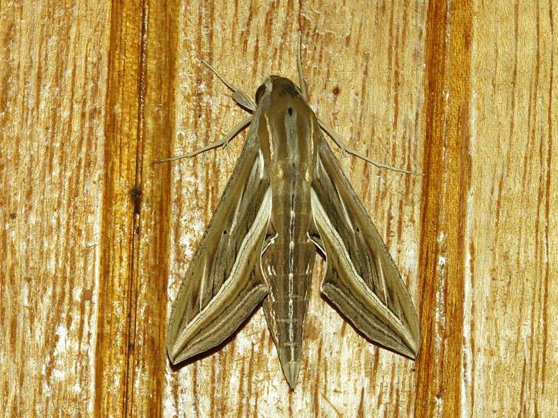 Großer Weinschwärmer (Silver-striped Hawk-moth, Hippotion celerio); Foto: 03.04.2017, Kuzikus Wildlife Reserve