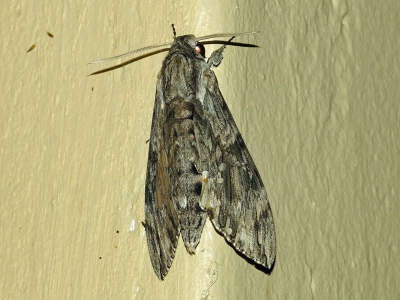 Windenschwärmer (Convolvulus Hawk-moth, Agrius convolvuli); Foto: 04.04.2017, Kuzikus Wildlife Reserve