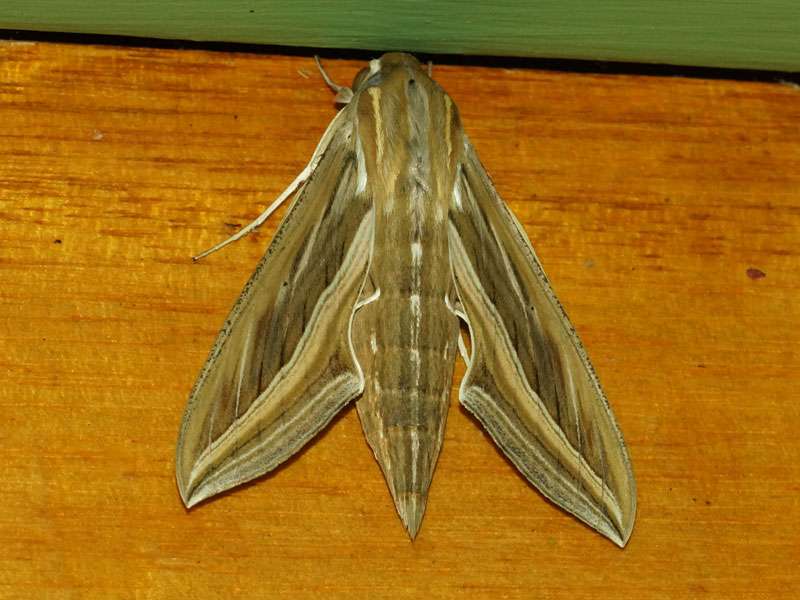 Großer Weinschwärmer (Silver-striped Hawk-moth, Hippotion celerio); Foto: 05.04.2017, Kuzikus Wildlife Reserve