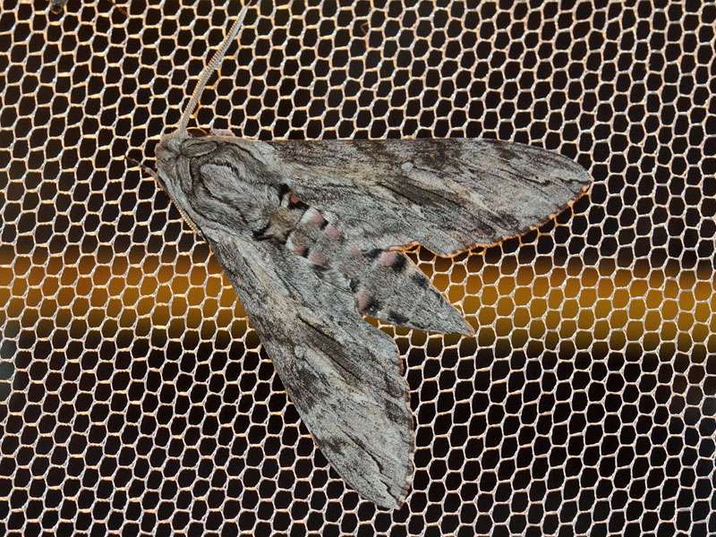 Windenschwärmer (Convolvulus Hawk-moth, Agrius convolvuli); Foto: 05.04.2017, Kuzikus Wildlife Reserve
