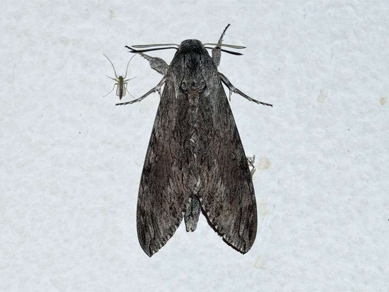 Windenschwärmer (Convolvulus Hawk-moth, Agrius convolvuli); Foto: 05.04.2017, Kuzikus Wildlife Reserve