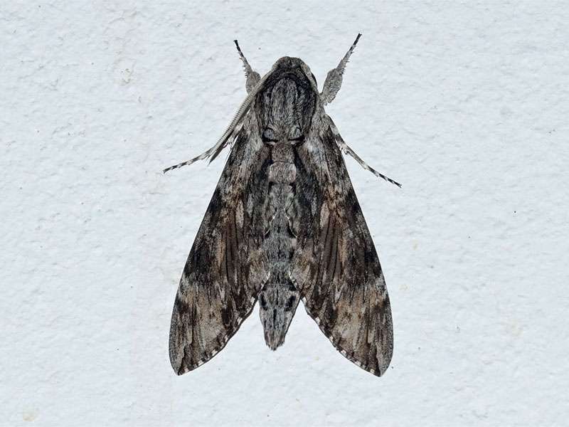 Windenschwärmer (Convolvulus Hawk-moth, Agrius convolvuli); Foto: 07.04.2017, Kuzikus Wildlife Reserve