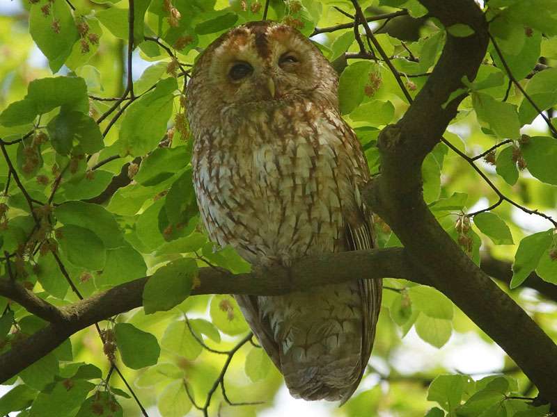 Waldkauz (Tawny Owl, Strix aluco); Foto: 04.05.2016, Herne-Holthausen
