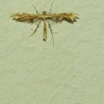 Federmotten (Plume Moths, Pterophoridae)